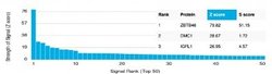 ZBTB46 Antibody (PCRP-ZBTB46-2B8) - Azide and BSA Free, Novus Biologicals